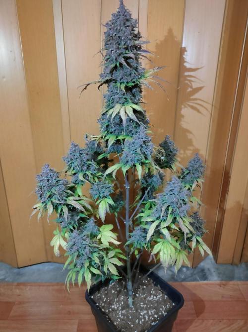 Dark Devil Auto. Week 11