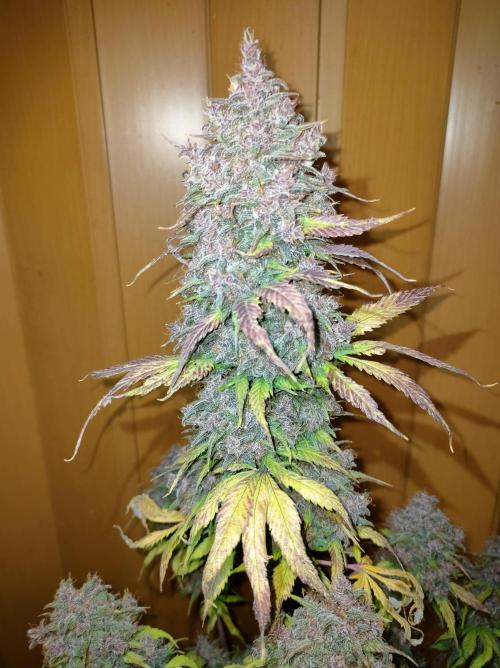 Dark Devil Auto. Week 11