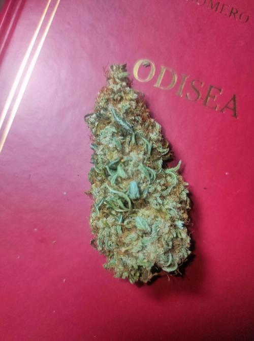 DIARY#8 - AUTOS - 2025. Week 13 - Titan F1