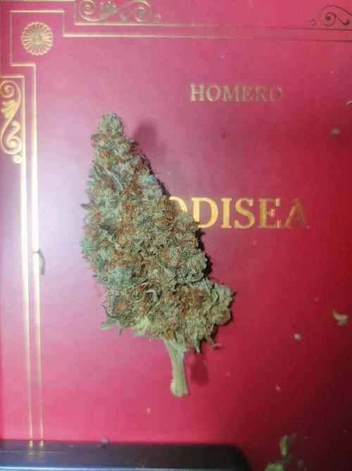 DIARY#8 - AUTOS - 2025. Week 14 - MilkyWay F1