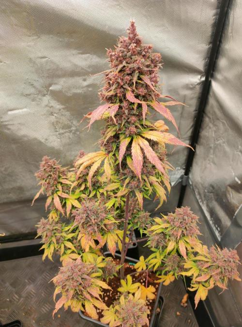 Dark Devil Auto. Week 12