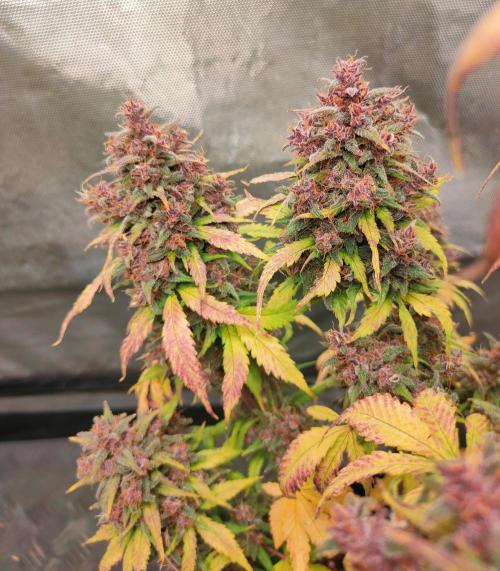 Dark Devil Auto. Week 12