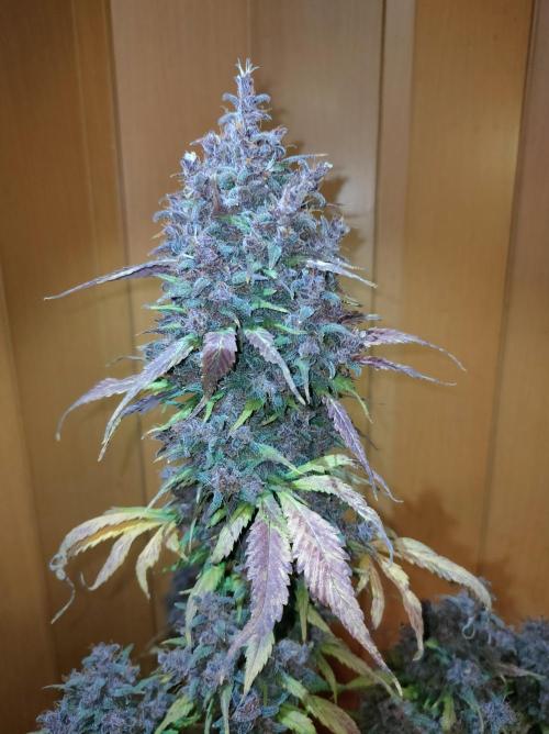 Dark Devil Auto. Week 13