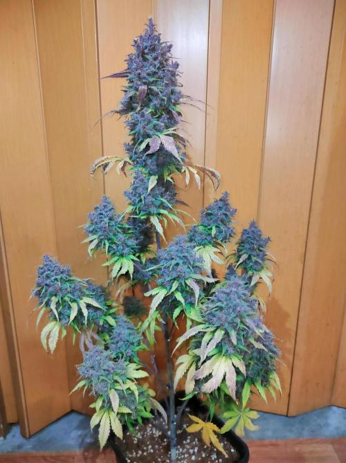 Dark Devil Auto. Week 13