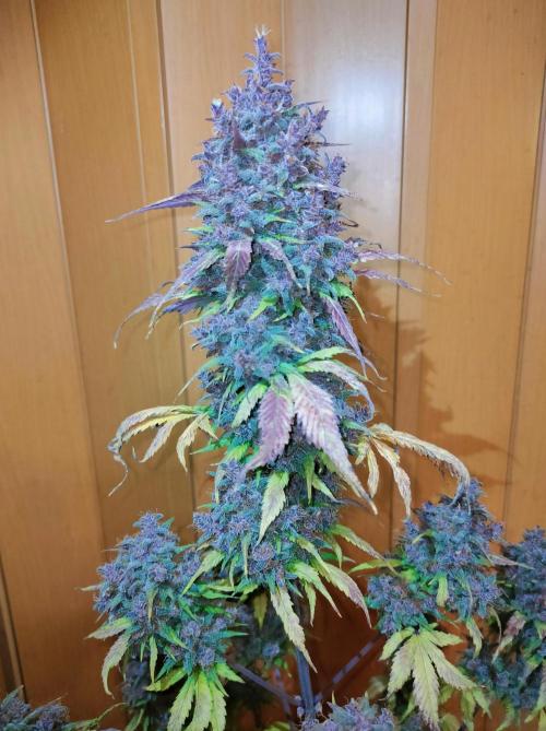 Dark Devil Auto. Week 13