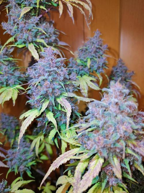 Dark Devil Auto. Week 13