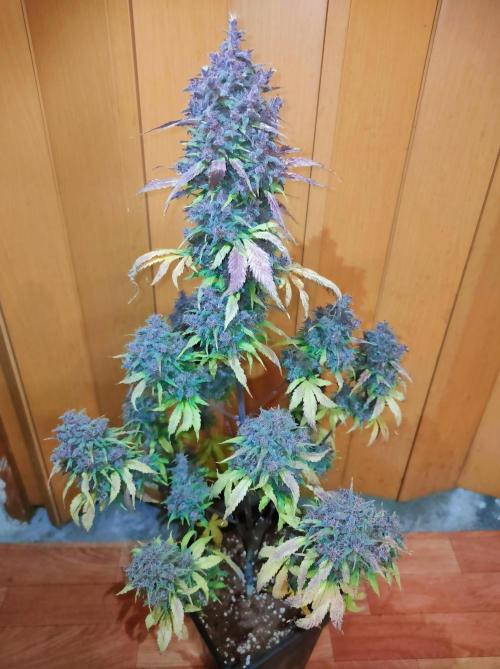 Dark Devil Auto. Week 13