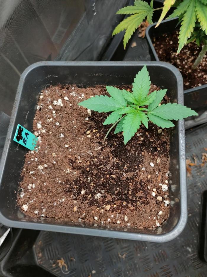 Blue Amnesia Auto XXL. Week 2