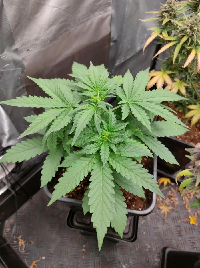 Blue Amnesia Auto XXL. Week 3