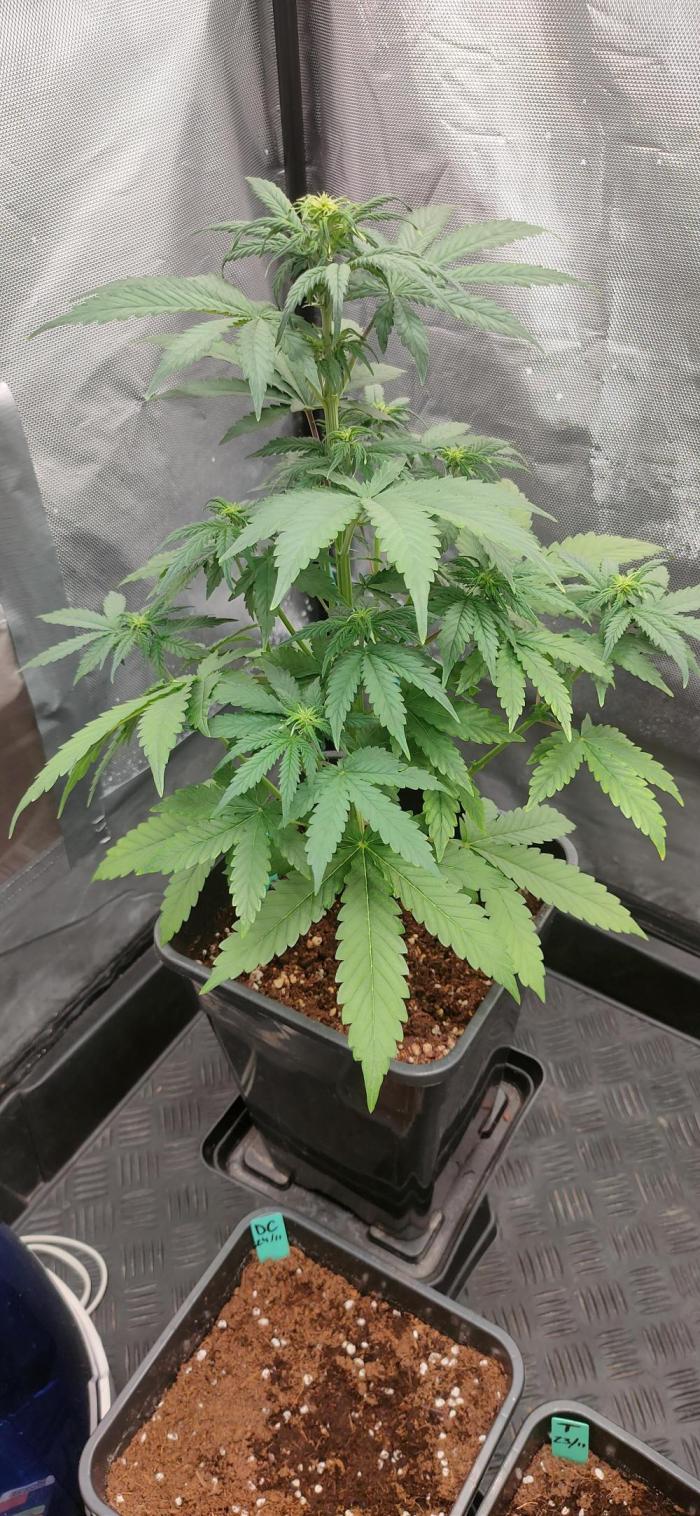 Blue Amnesia Auto XXL. Week 4