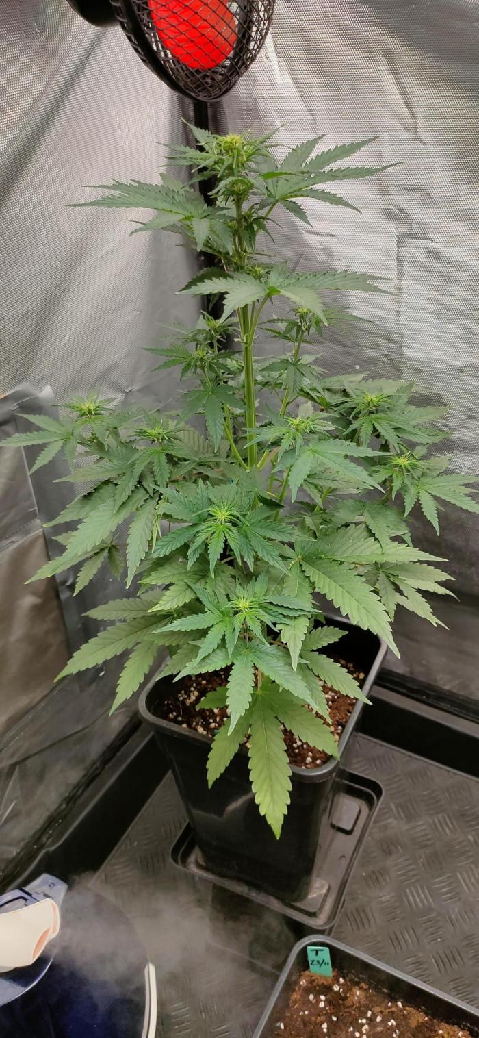 Blue Amnesia Auto XXL. Week 5