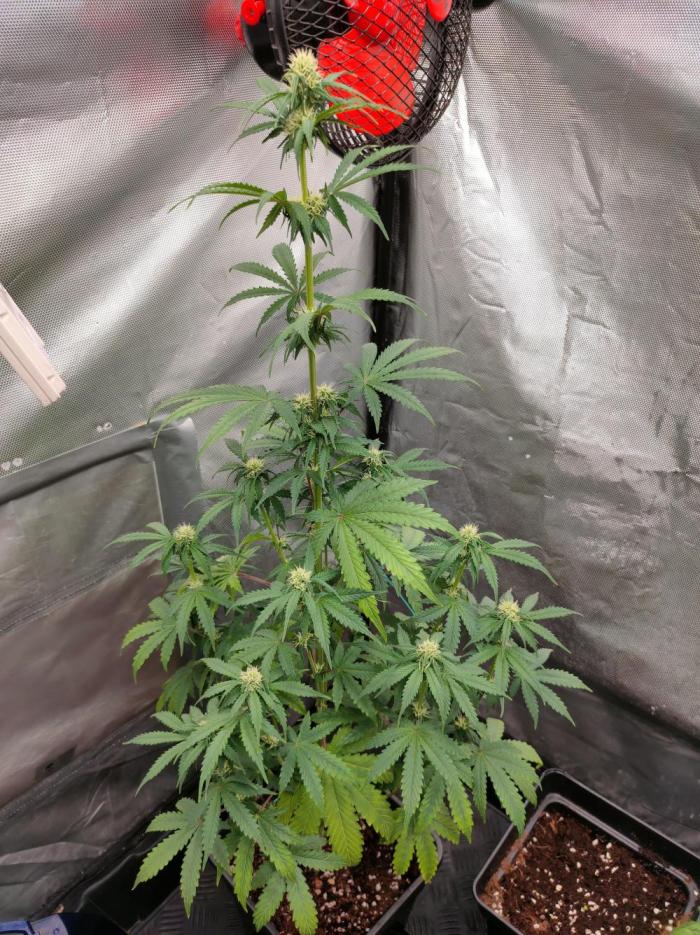 Blue Amnesia Auto XXL. Week 6