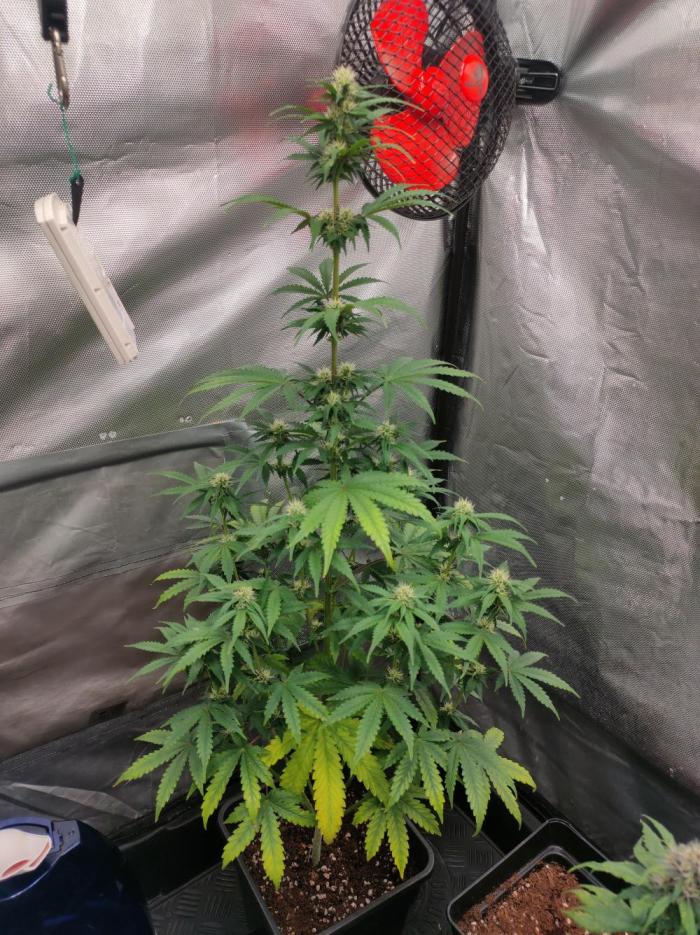 Blue Amnesia Auto XXL. Week 7