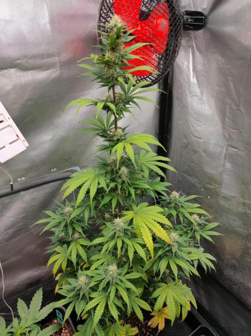 Blue Amnesia Auto XXL. Week 8