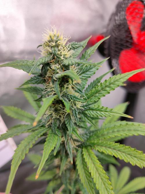 Blue Amnesia Auto XXL. Week 8