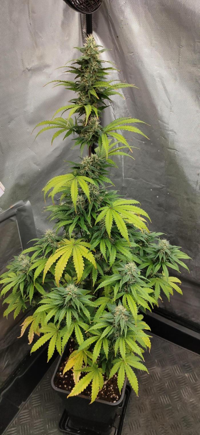 Blue Amnesia Auto XXL. Week 9