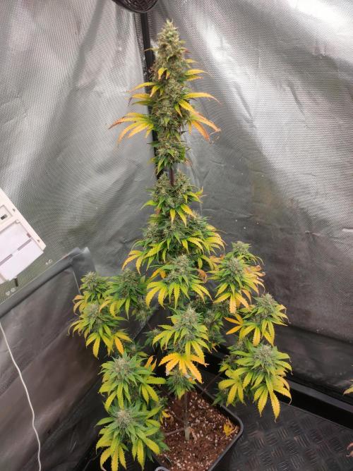 Blue Amnesia Auto XXL. Week 11