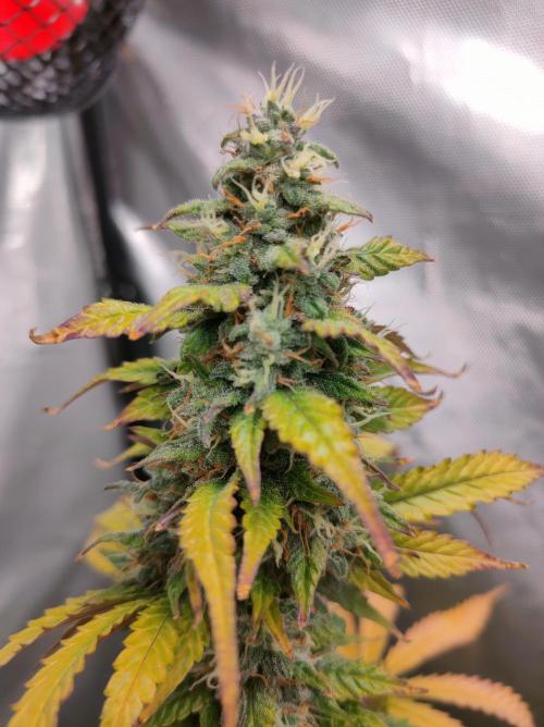 Blue Amnesia Auto XXL. Week 11