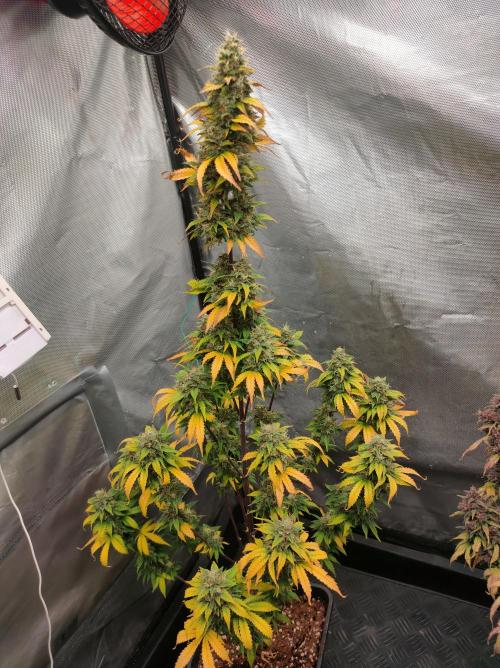 Blue Amnesia Auto XXL. Week 11