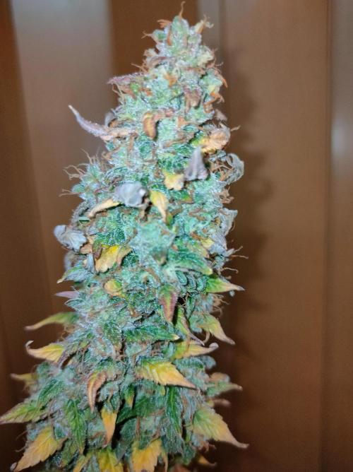 Blue Amnesia Auto XXL. Week 12