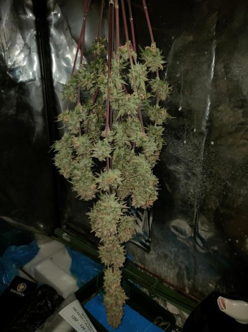 Blue Amnesia Auto XXL. Week 13