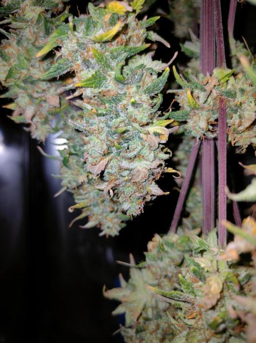 Blue Amnesia Auto XXL. Week 13