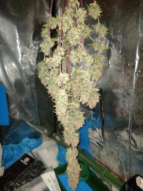 Blue Amnesia Auto XXL. Week 13