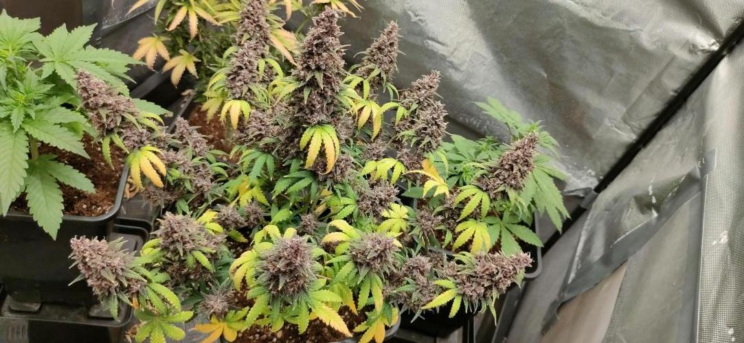 Red Strawberry Banana Auto - 2025. Week 12