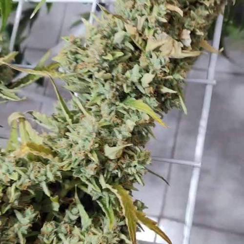 Mango OG Auto Humboldt DWC