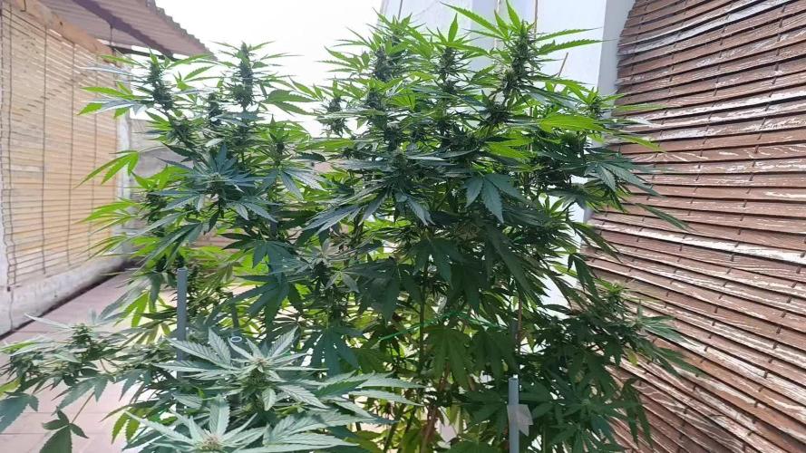 Blueberry