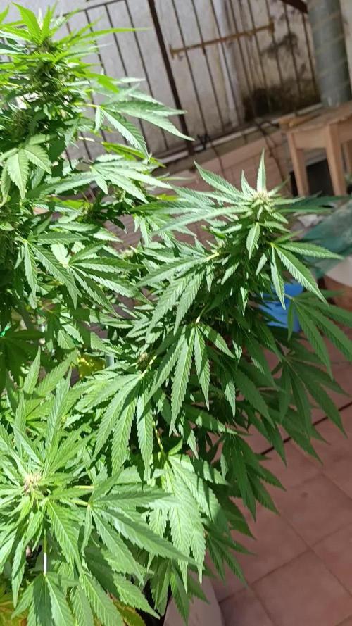 Blueberry