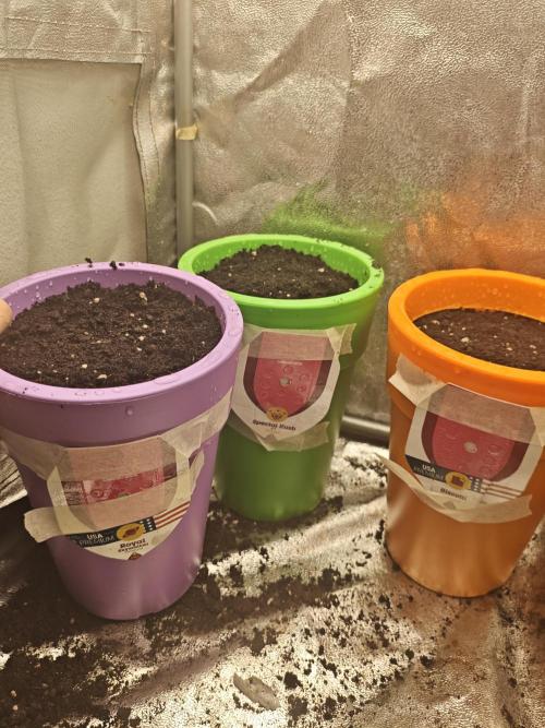 Just For Fun. Week 1