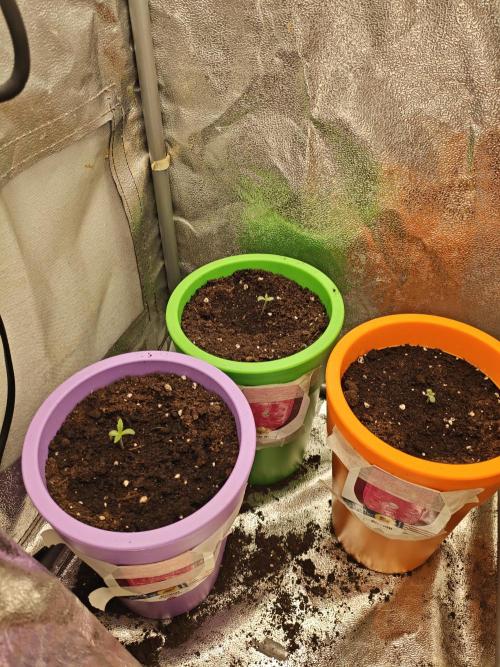 Just For Fun. Week 1