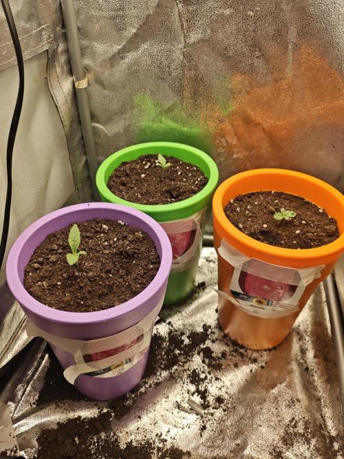 Just For Fun. Week 1