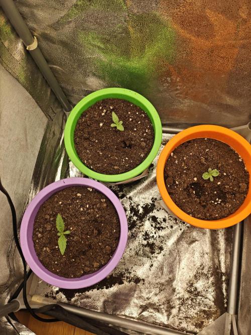 Just For Fun. Week 1