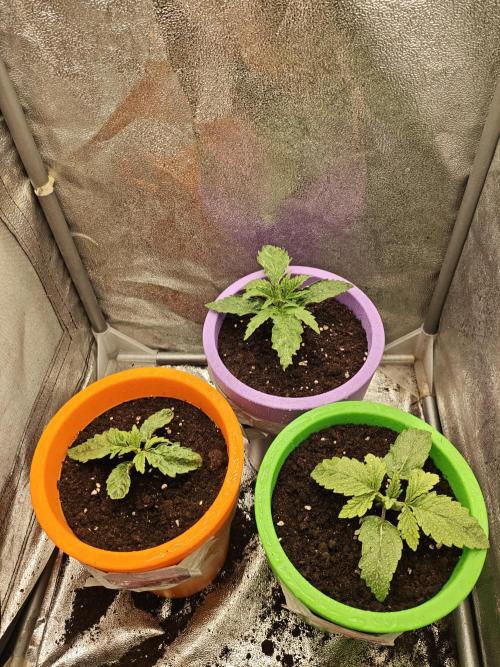 Just For Fun. Week 2