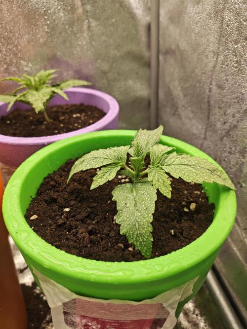 Just For Fun. Week 2