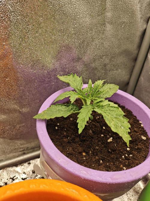 Just For Fun. Week 2