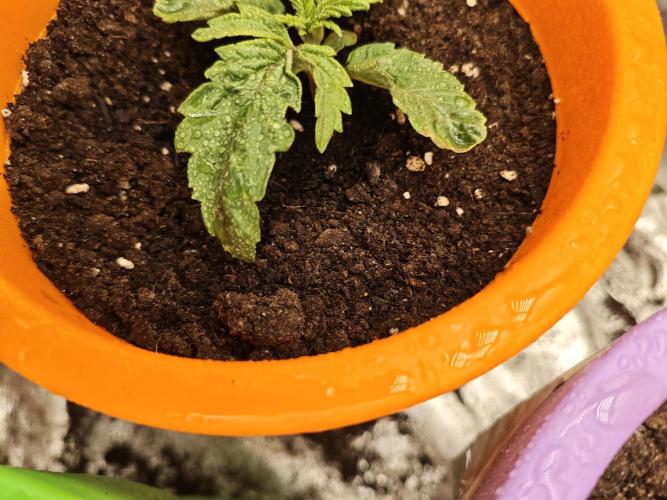 Just For Fun. Week 2