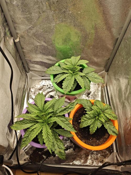 Just For Fun. Week 2