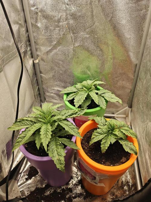 Just For Fun. Week 3