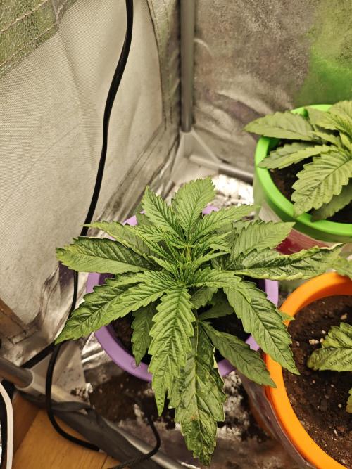 Just For Fun. Week 3