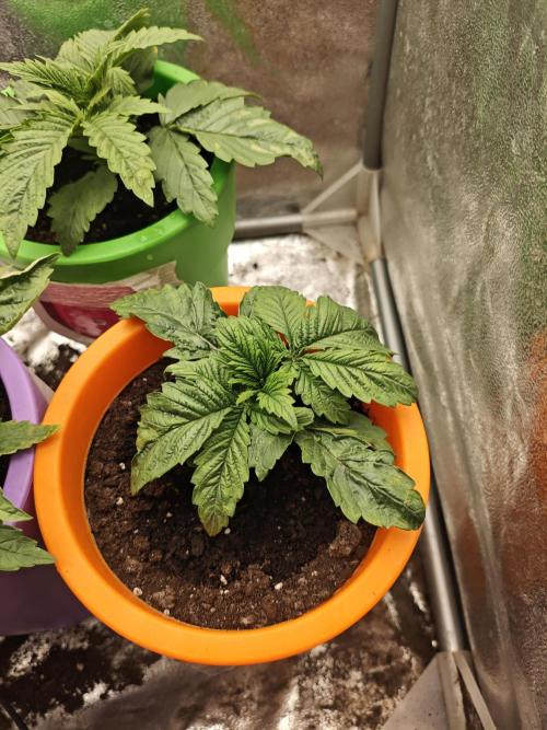 Just For Fun. Week 3