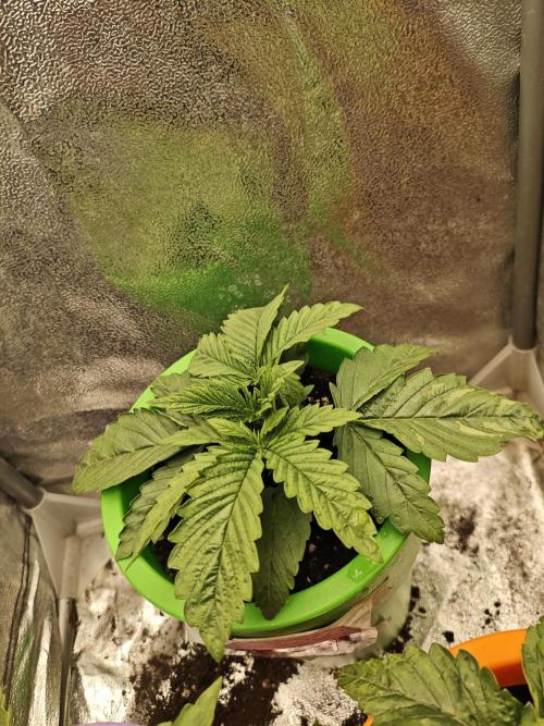 Just For Fun. Week 3