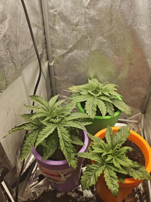 Just For Fun. Week 4