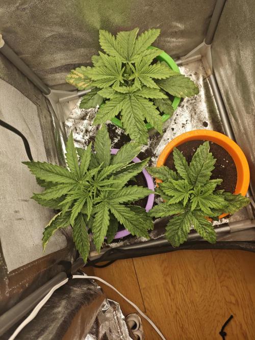 Just For Fun. Week 4