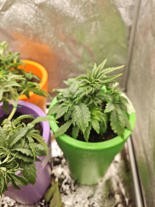 Just For Fun. Week 4