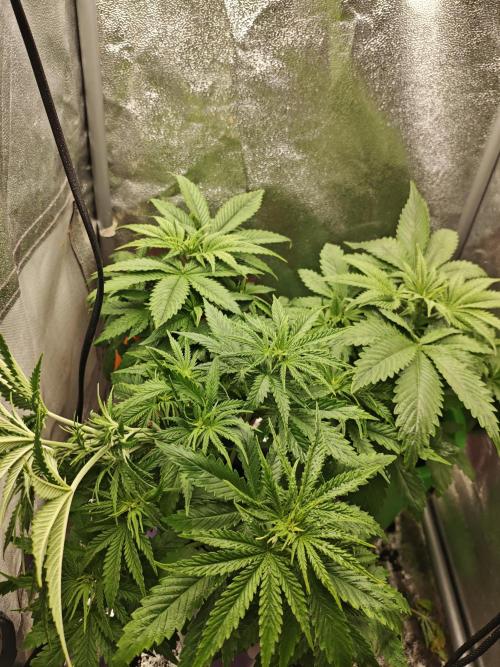 Just For Fun. Week 5