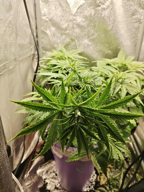 Just For Fun. Week 5