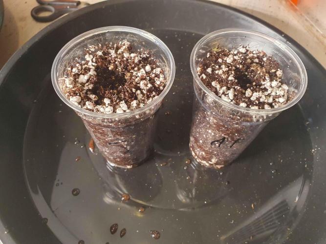 Apple Fritter/Shogun (2nd Tent grow). Week 0 - Prewet the medium before planting